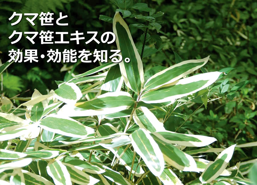 熊笹ってなに? ~クマザサの効果・効能とは~ クマザサで免疫力アップ!ヒトも愛犬も愛猫も元気!口内炎や歯周病にも隈笹エキス。熊笹専門店ササランド