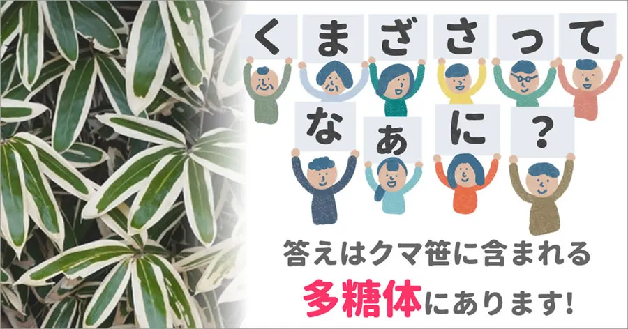 熊笹の効果・効能ってなに？どんな時に飲んだらいいの？ ササランド