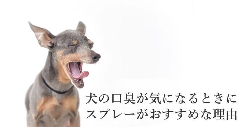 犬の口臭対策にスプレーがおすすめタイトル画像