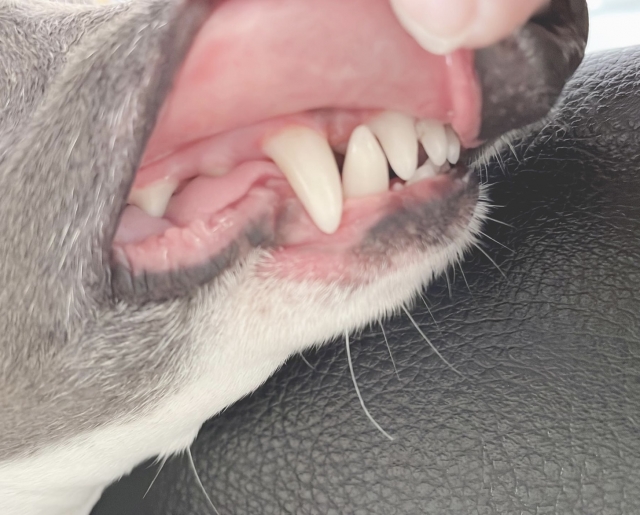 犬の口臭は歯周病のサイン？