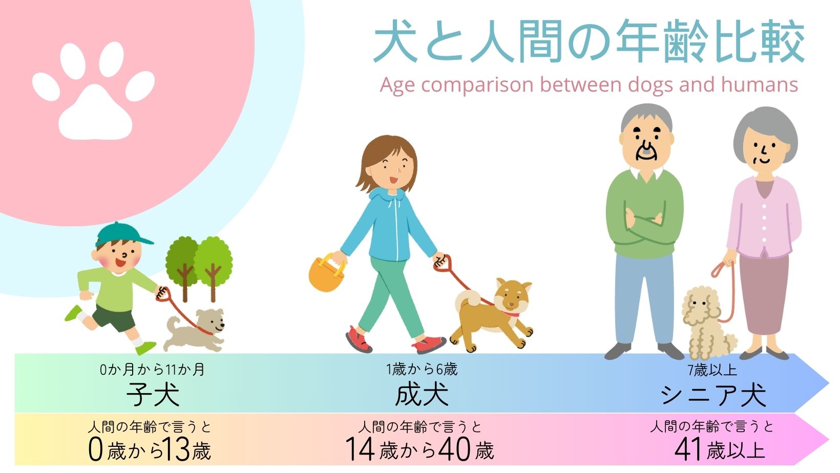 犬の高齢化について