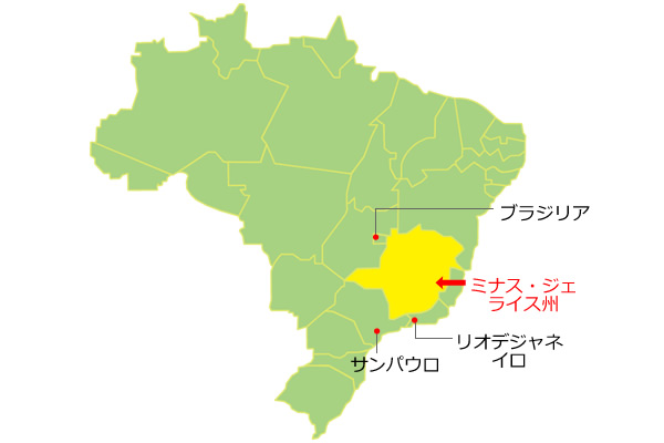 ブラジル産のプロポリス