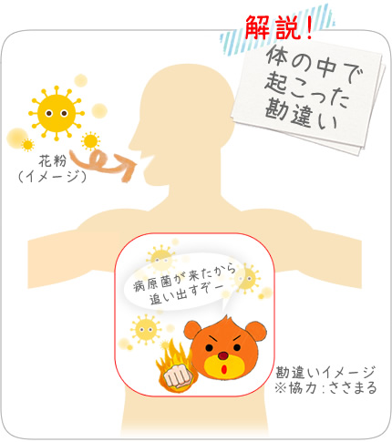 花粉症がおこるメカニズム 隈笹エキスで花粉症対策